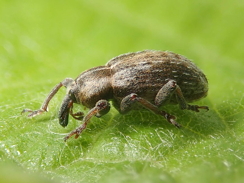 un altro Curculionidae: Hypera ?  Hypera cfr. plantaginis